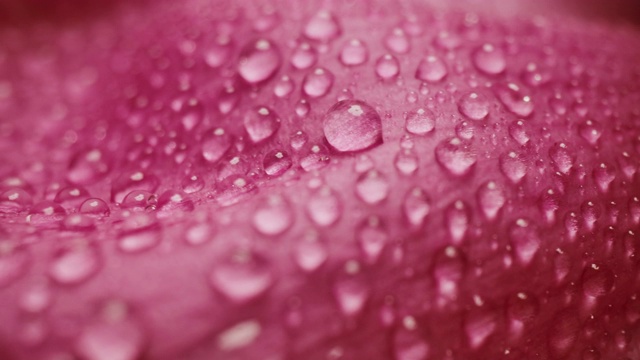 微距摄影拍摄的水滴雨滴在玫瑰花瓣浪漫爱情主题背景视频素材