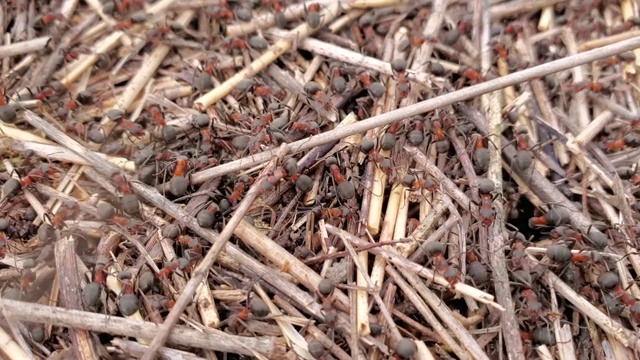 由稻草和树枝制成的森林红蚂蚁蚁丘的特写视频素材