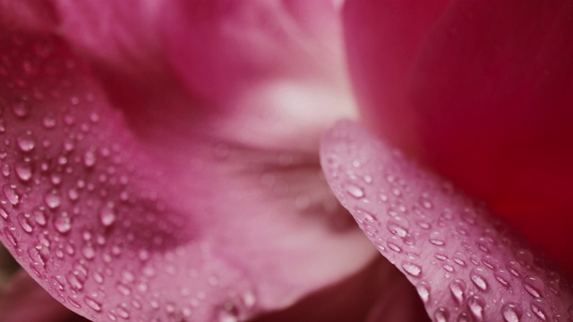 微距摄影拍摄的水滴雨滴在玫瑰花瓣浪漫爱情主题背景视频素材