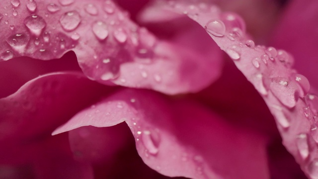 微距摄影拍摄的水滴雨滴在玫瑰花瓣浪漫爱情主题背景视频素材