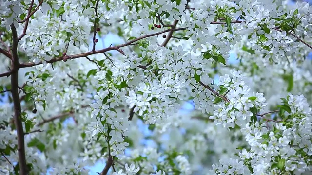 美丽的春天的苹果花视频素材