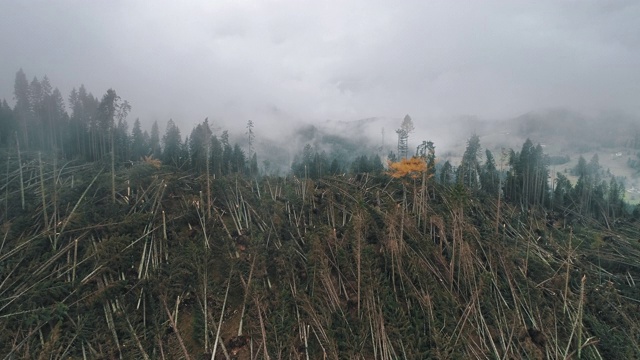 在一场大风暴后飞过一片被摧毁的森林，意大利的卡瑞扎湖视频素材