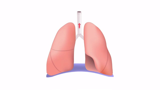 呼吸。隔膜的功能视频下载