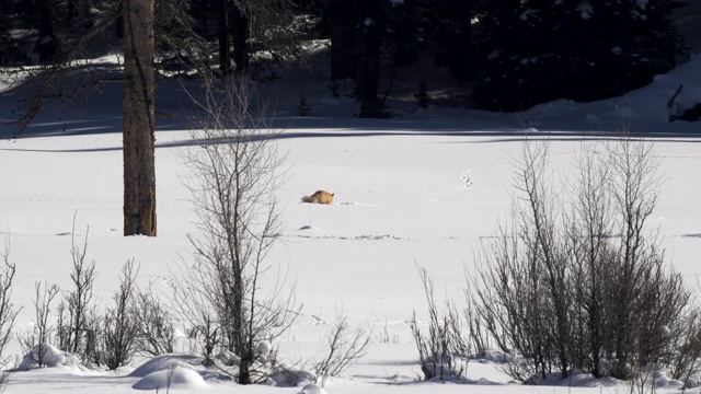 黄石公园里一只红狐在雪下挖掘并倾听着猎物的长镜头视频素材