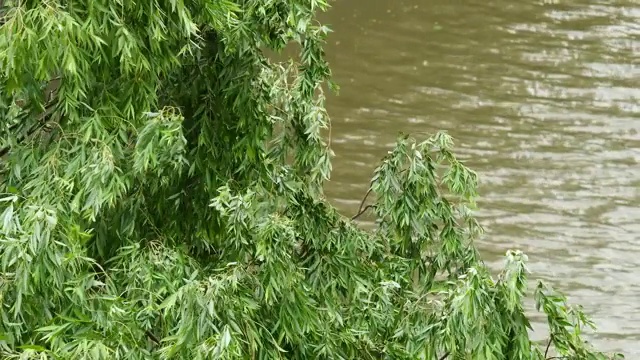 强烈的风暴。柳树的叶子和树枝在强风中大声振动，以河流为背景，高角度视角，4k b滚动镜头。视频素材