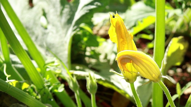 花园里有两朵黄色的南瓜花视频下载