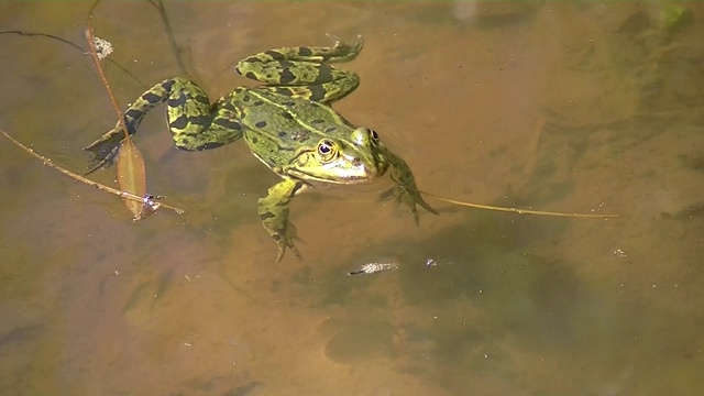 在水里游泳的青蛙的特写，Pelophylax esculentus或Teichfrosch视频素材