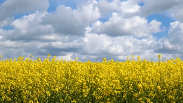 油菜(Brassica napus)的花田视频素材