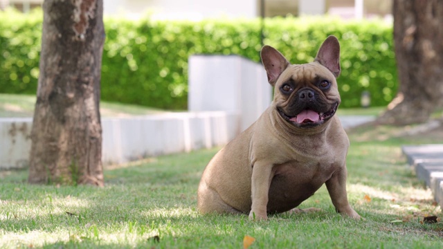 可爱的法国斗牛犬坐在公园在夏天。视频素材