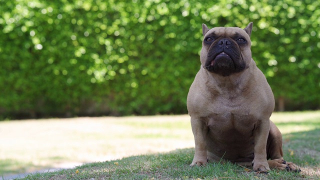 可爱的法国斗牛犬坐在公园在夏天。视频素材