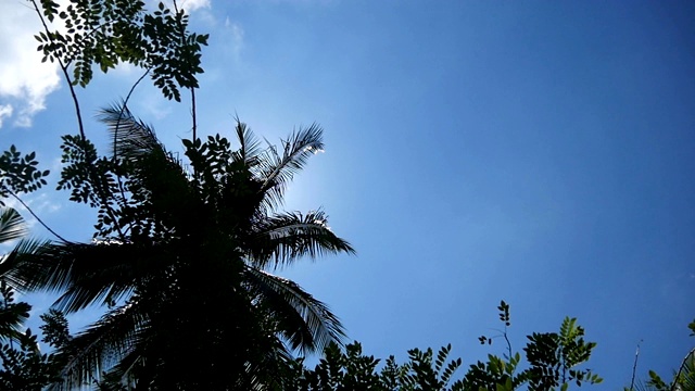 美丽的棕榈树经过一个蓝色的天空背景。阳光在晴天穿透树叶。温暖的阳光照亮植物。夏季旅游的概念。小车拍摄慢动作视频素材