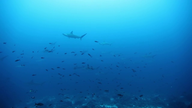 双髻鲨在海洋海床附近的水下游泳。视频素材