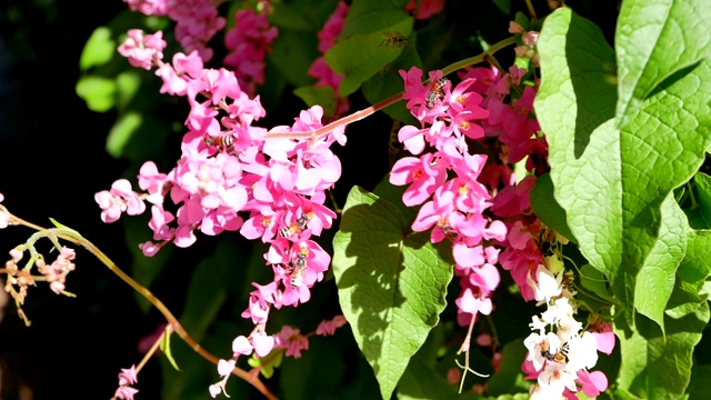 粉红珊瑚藤花（安提戈农莱普托普斯）。视频素材