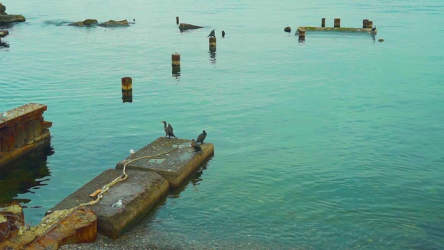 海鸥站在海边的码头残骸上，海浪翻滚着。视频素材