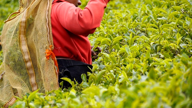 女印度农民在高地从茂密的灌木上收集树叶。当地工人在种植园采摘新鲜树叶。成年妇女在农田的绿树丛中收获茶叶。农业的概念。慢动作视频素材