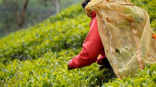 女印度农民在高地从茂密的灌木上收集树叶。当地工人在种植园采摘新鲜树叶。成年妇女在农田的绿树丛中收获茶叶。农业的概念。慢动作视频素材