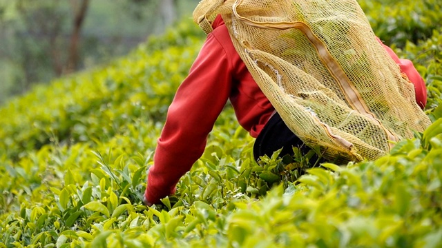 女印度农民在高地从茂密的灌木上收集树叶。当地工人在种植园采摘新鲜树叶。成年妇女在农田的绿树丛中收获茶叶。农业的概念。慢动作视频素材