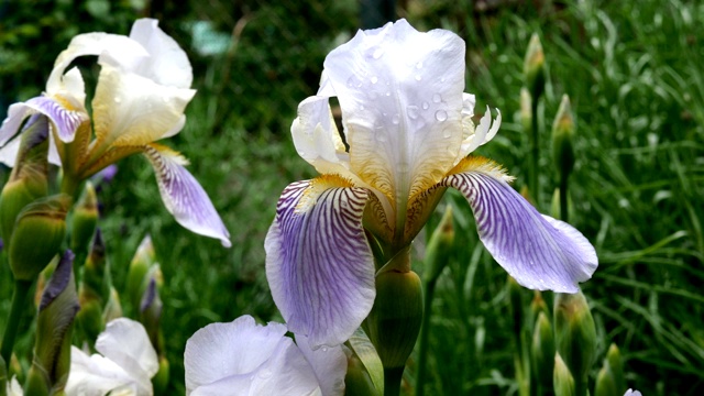 紫色蝴蝶花花瓣上带着雨滴生长在花坛或后院。视频素材