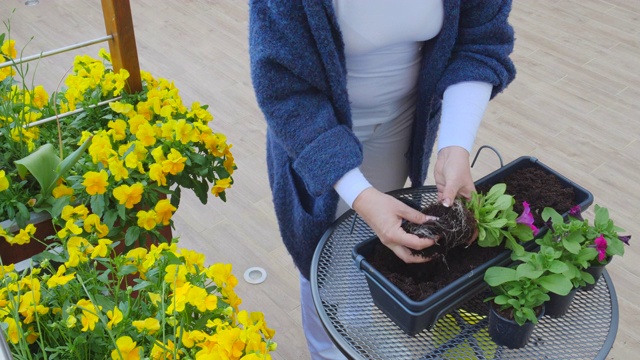 女人把花种在花盆里视频素材