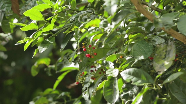 绿色精神科植物的叶子和果实特写视频下载