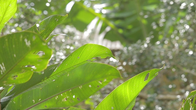 热带植物，纹理优美视频素材