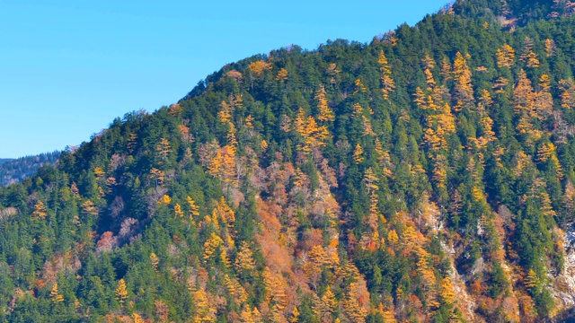 日本黑袍大坝山上的绿树和黄树视频素材