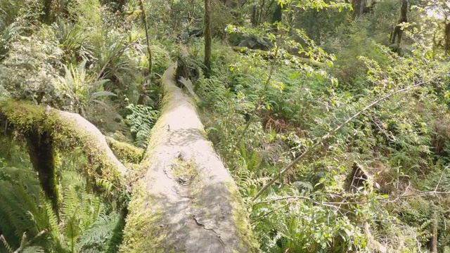 在魔法森林的树干上徒步旅行。近距离跟随拍摄美丽的树干;徒步行走在森林的中央。在绿色森林的小路上行走的视角视频下载