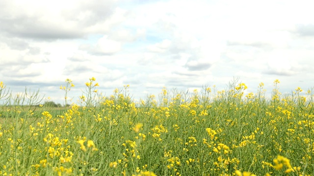 美丽rapeseed-filled草地视频素材