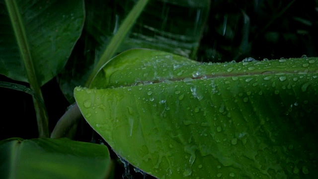 雨滴和芭蕉叶的慢动作视频视频素材