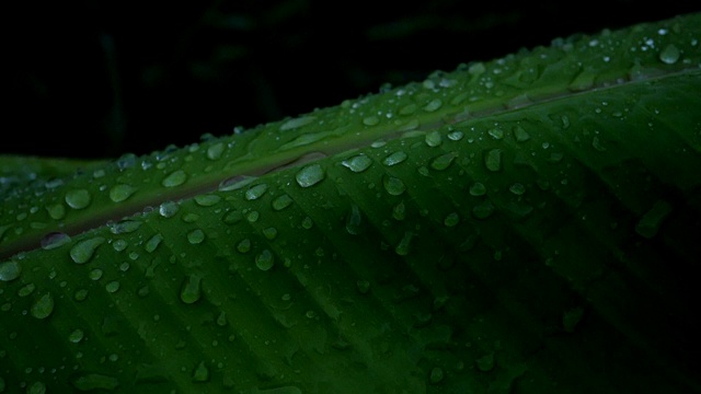 雨滴和芭蕉叶的慢动作视频视频素材