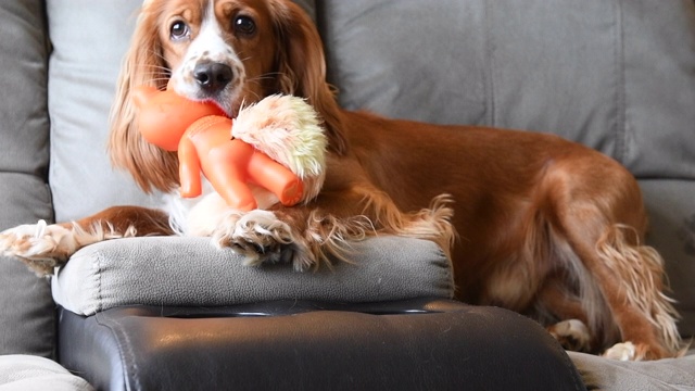 可爱的可卡犬玩玩具视频素材