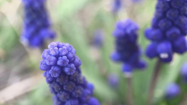 鲜花盛开的草地视频素材