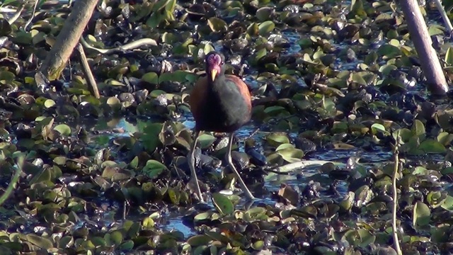 巴西湿地上的一种水蜥蜴(jacana jacana)。视频素材