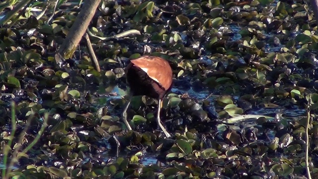 巴西湿地上的一种水蜥蜴(jacana jacana)。视频素材