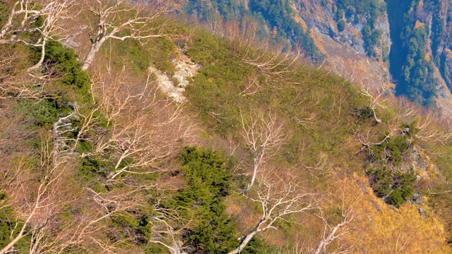 日本Kurobe Dam山上光秃秃的树枝视频素材