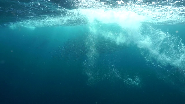 在南非东海岸，一群普通的海豚攻击一个沙丁鱼诱饵球。普通海豚成群结队地围捕沙丁鱼，把它们推到水面。视频素材