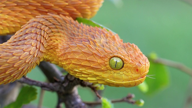 彩色灌木蝰蛇(atheris squamigera)树蛇视频素材