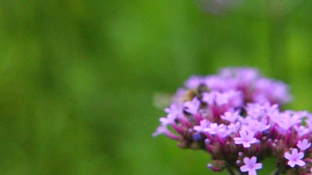 蜜蜂吮吸韦尔贝纳骨质花的蜂蜜视频素材