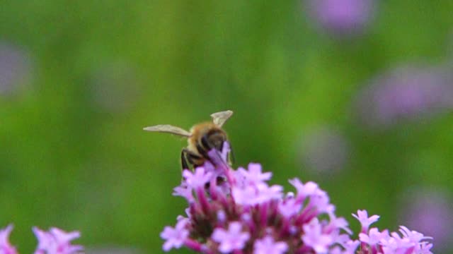 蜜蜂吮吸韦尔贝纳骨质花的蜂蜜视频素材