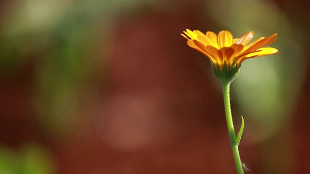 花园里美丽的金盏菊视频素材