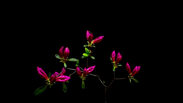 皇家杜鹃花盛开的视频素材