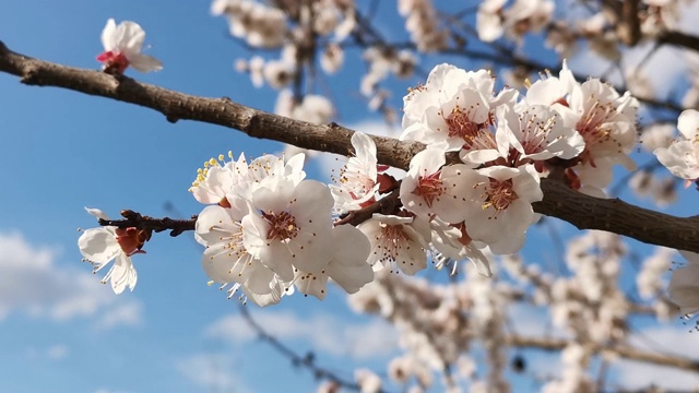 一幅杏花枝的特写视频素材