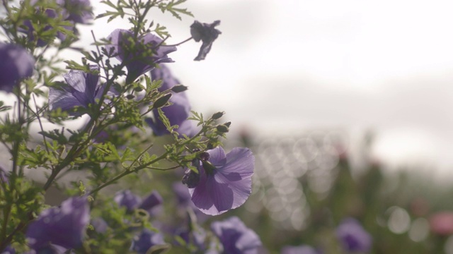 花园里的紫色花朵视频素材