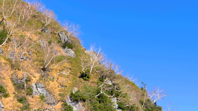 日本黑袍大坝山上的光秃秃的树木的小树枝视频素材