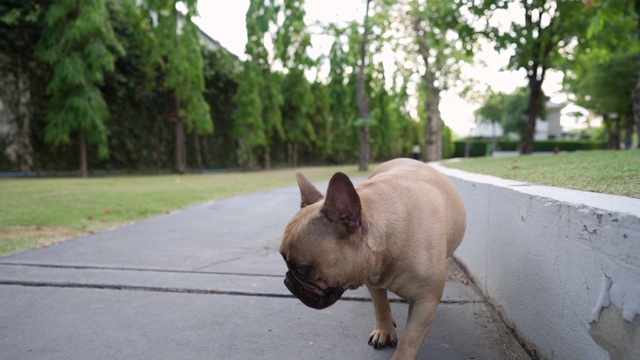 筋疲力尽的法国斗牛犬在公园散步。视频素材