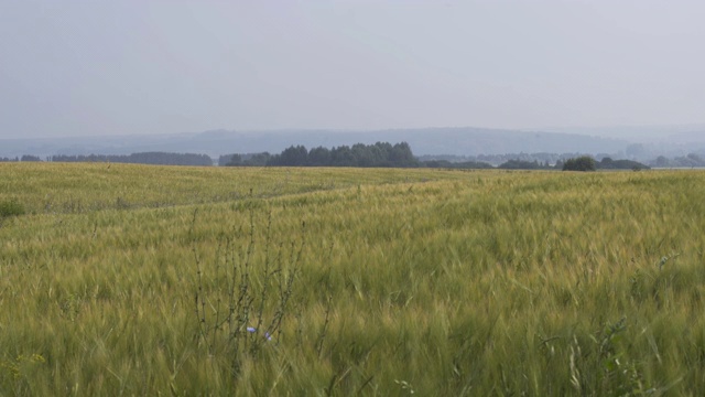 春日里一望无际的绿色农田美景。粮食作物田在农村收获庄稼。绿色小麦波浪自然背景。农业粮食生产。视频素材