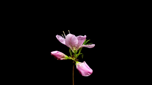 皇家杜鹃花盛开的视频素材