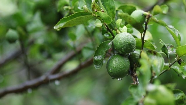 雨水落在新鲜的卡菲尔酸橙上视频素材