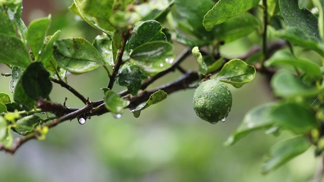 雨水落在新鲜的卡菲尔酸橙上视频素材