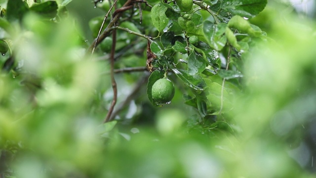 雨水落在新鲜的卡菲尔酸橙上视频素材